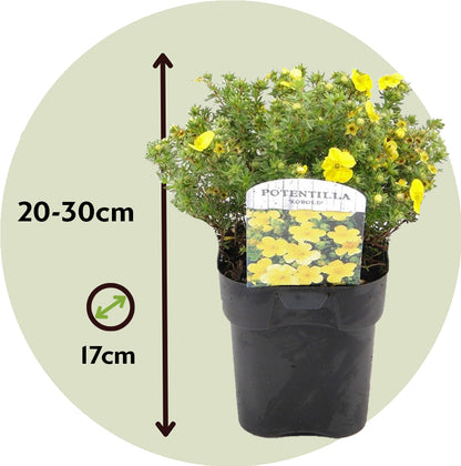 Cincoenrama - 3 Pzs - Potentilla Fruticosa - Altura 20-30cm - ⌀17cm_2