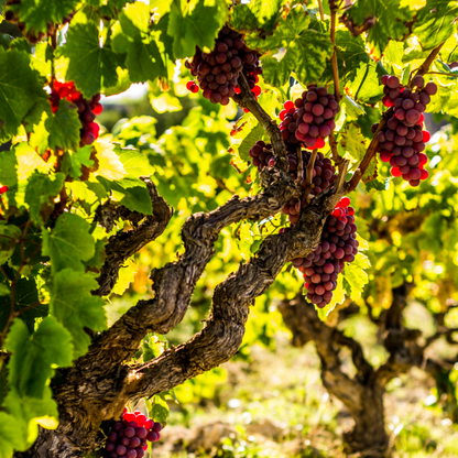 La Vid - 3 Pzs - Vitis Vinifera 'pinot Gris' - Altura 25-40cm - ⌀9cm_1