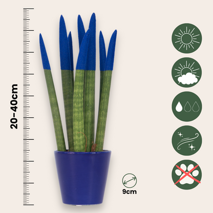 Lengua De Suegra Cilíndrica - Sansevieria Cylindrica - Altura 20-40cm - ⌀9cm_2