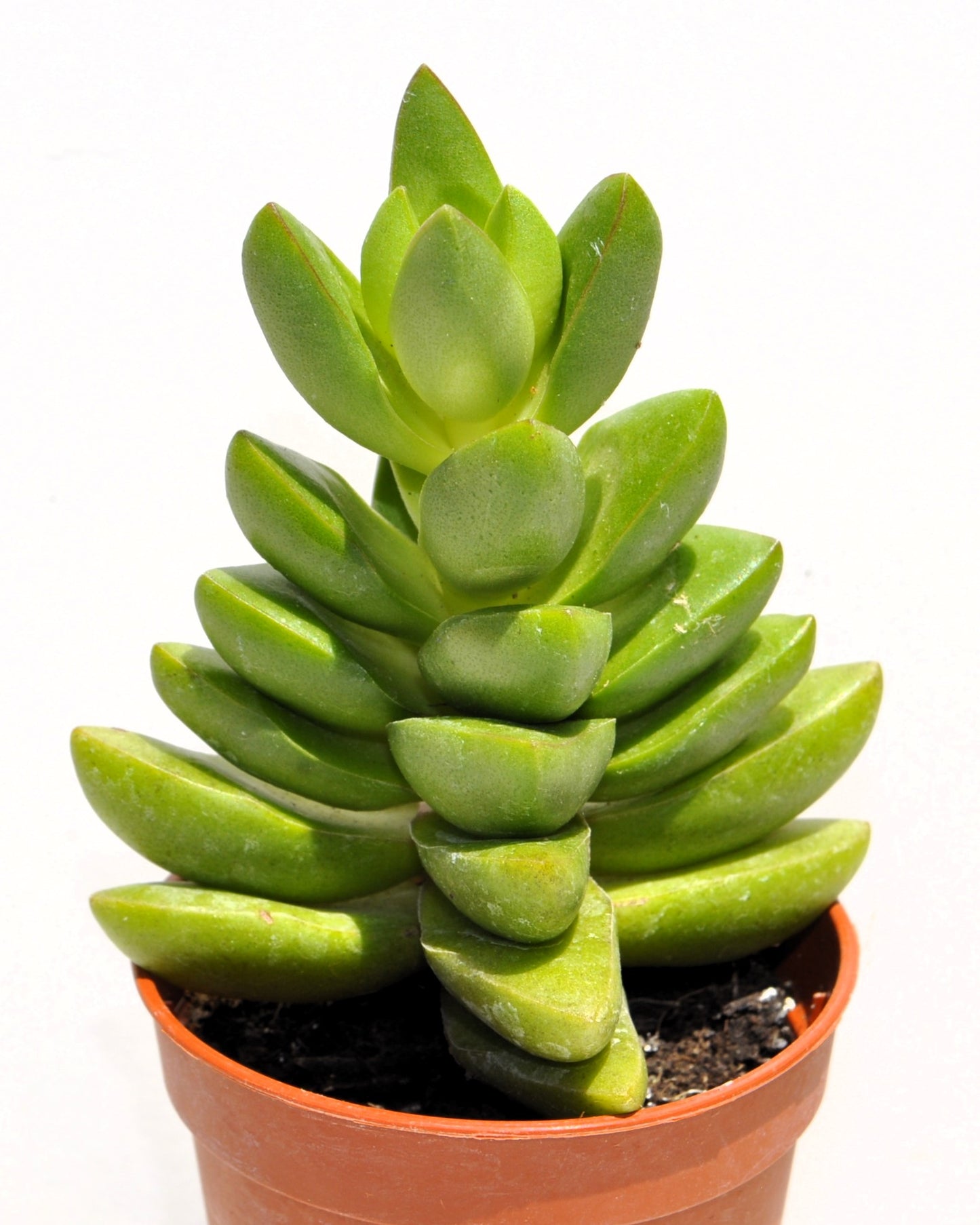 Crassula 'ben' (crásula Benjamín); Planta Suculenta Verde; Curiosarium; Diámetro Maceta 10,5 Cm_1