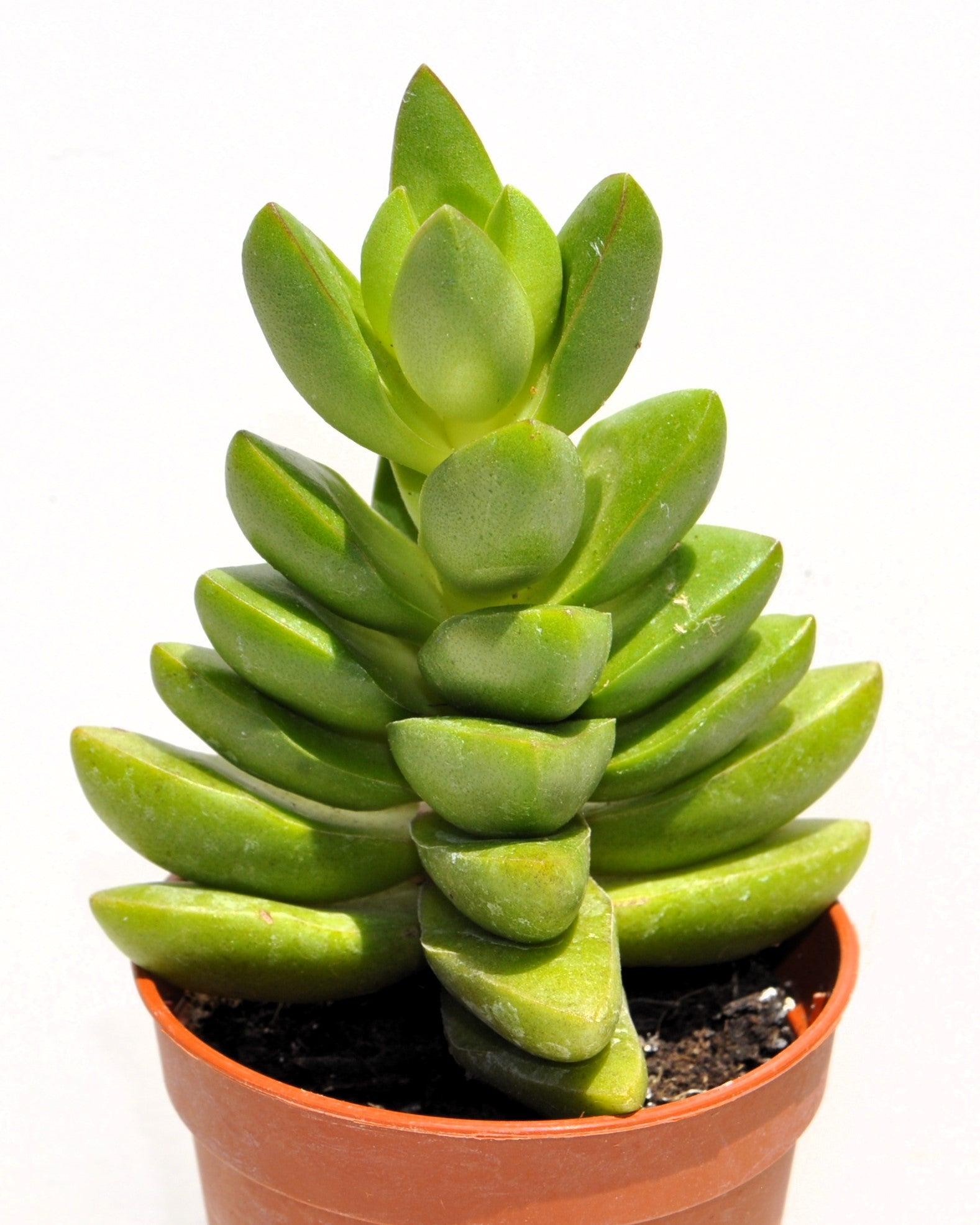 Crassula 'ben' (crásula Benjamín); Planta Suculenta Verde; Curiosarium; Diámetro Maceta 10,5 Cm_1