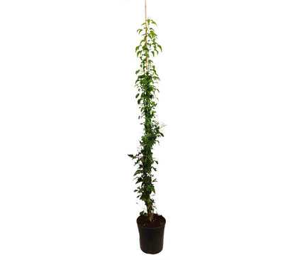 Jasminum Azoricum M20 150cm_0
