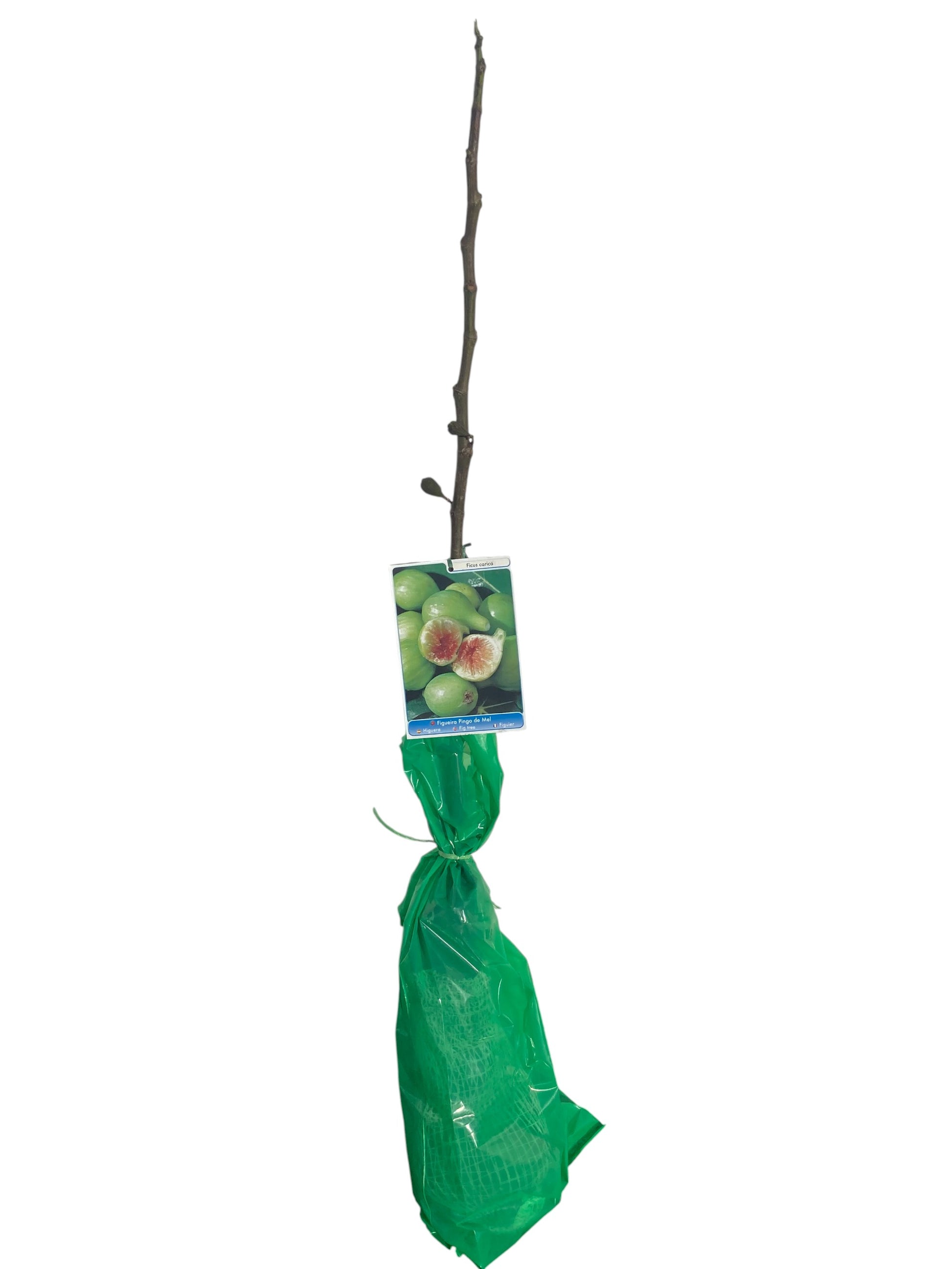 Frutal Higuera Blanca Cepellón 110 CM_0