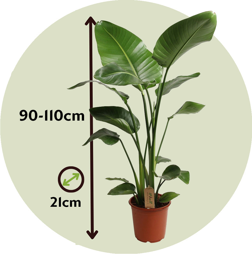 Flor Ave Del Paraíso Con Cesta - Strelitzia Nicolai 90-110 Cm ⌀21 Cm_2