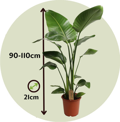 Flor Ave Del Paraíso Con Cesta - Strelitzia Nicolai 90-110 Cm ⌀21 Cm_2