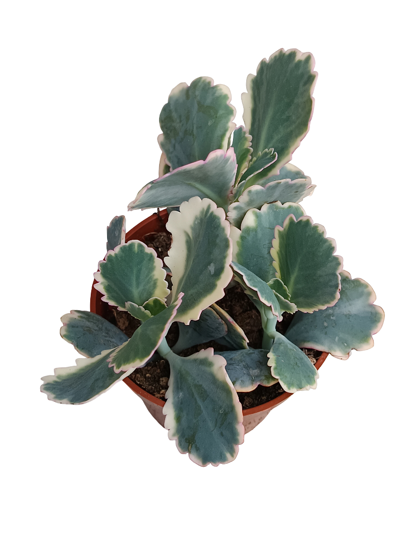 Kalanchoe Fedtschenkoi Variegata Planta Suculenta Ø8_0