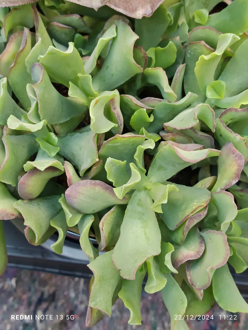 Cactus Y Suculenta Planta Grande Ø13 ☼ Ref011_0