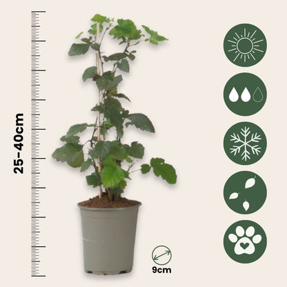 Grosello Negro - 3 Piezas - Ribes Nigrum - Altura 25-40cm - ⌀9cm_2