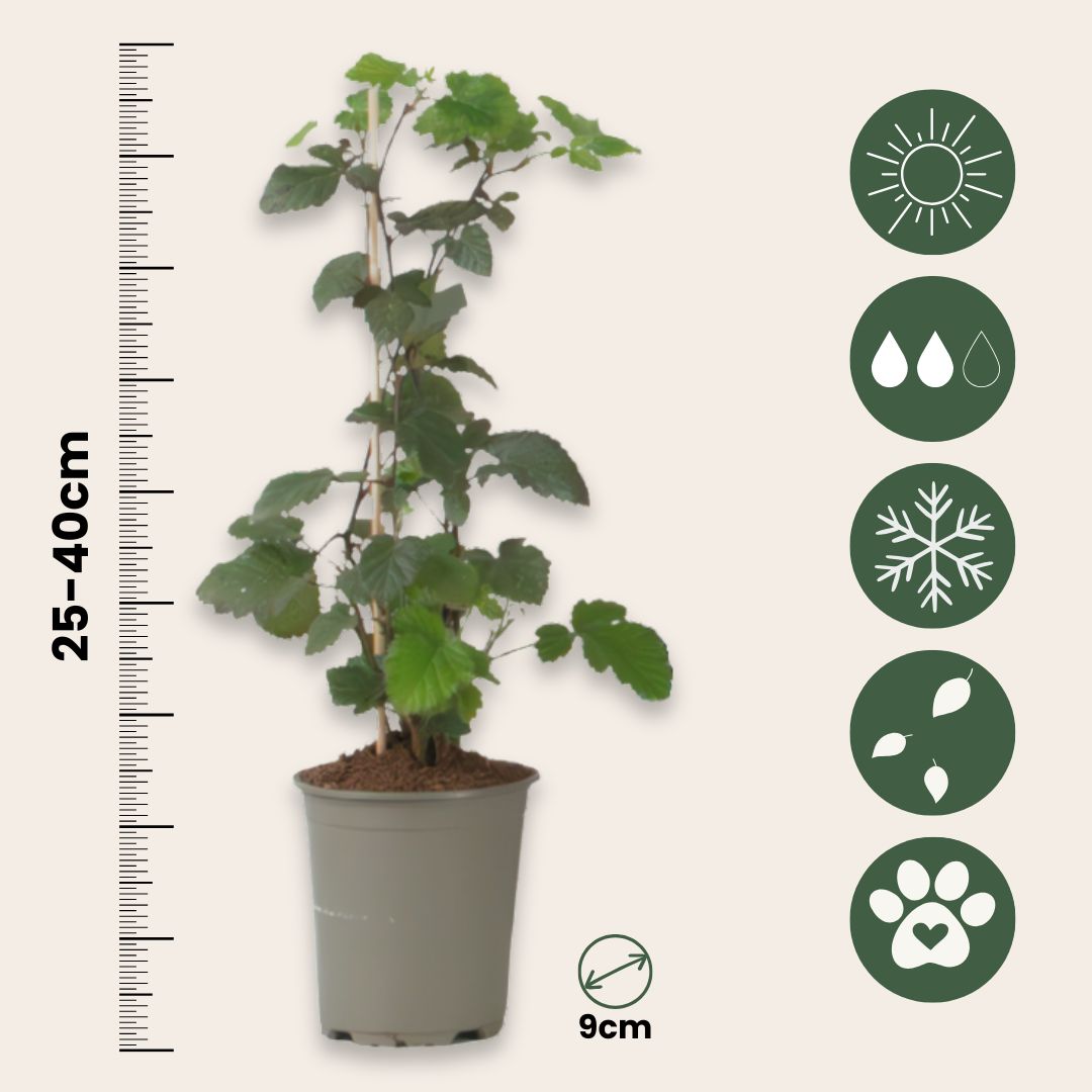 Zarzamora - 3 Piezas - Rubus Thornless - Altura 25-40cm - ⌀9cm_2