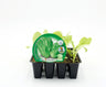 Pack Plantões De Alface Romana 12 Un. Natural - Fitoralia
