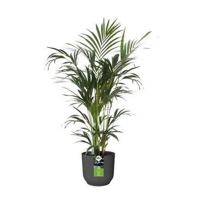 Maceta Antracita All-in-1 Vibes Round Elho 18cm + Swi 17 100% reciclado