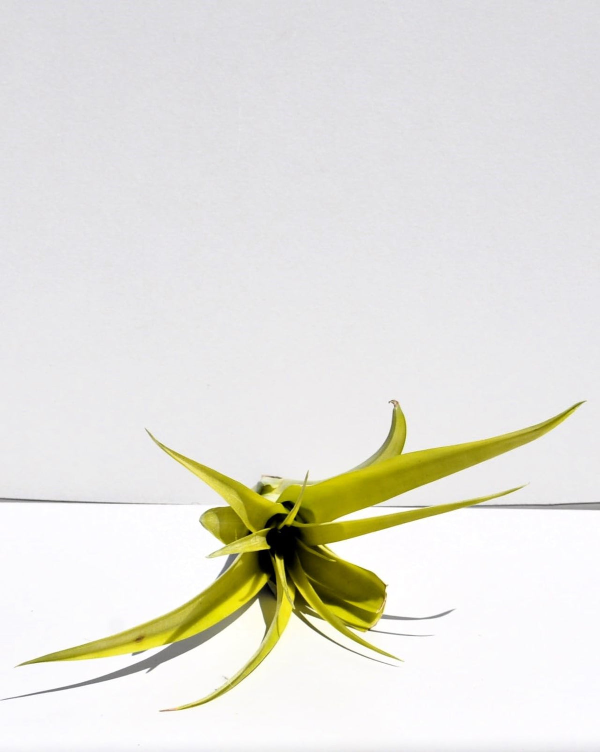 Tillandsia flabellata rubra, planta del aire, Curiosarium, altura 15-20 cm, diámetro 10 cm_3