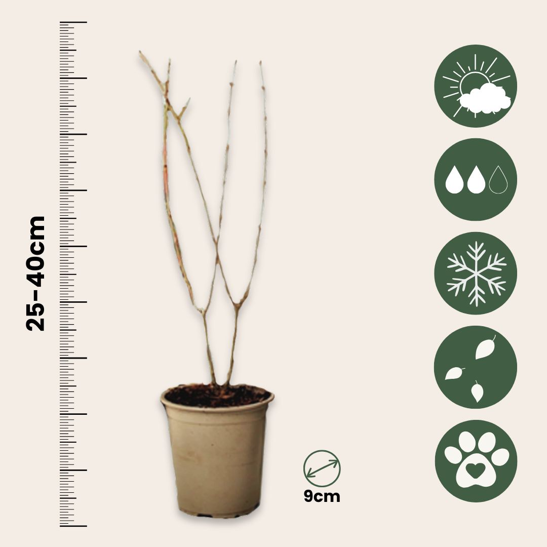 Granado - 6 Pzs - Punica Granatum - Altura 25-40cm - ⌀9cm_2
