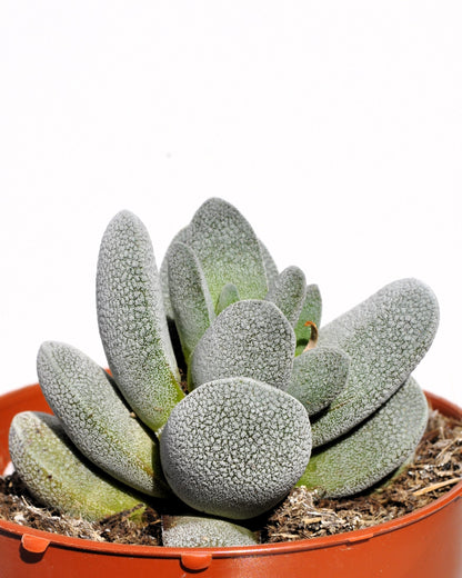 Crassula Tecta; Planta Suculenta camuflada, Planta De Colección; Curiosarium; Diámetro Maceta 10,5 Cm_0