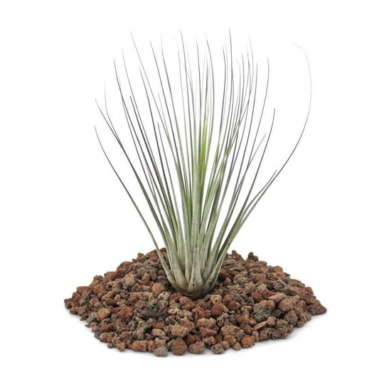 Tillandsia juncea