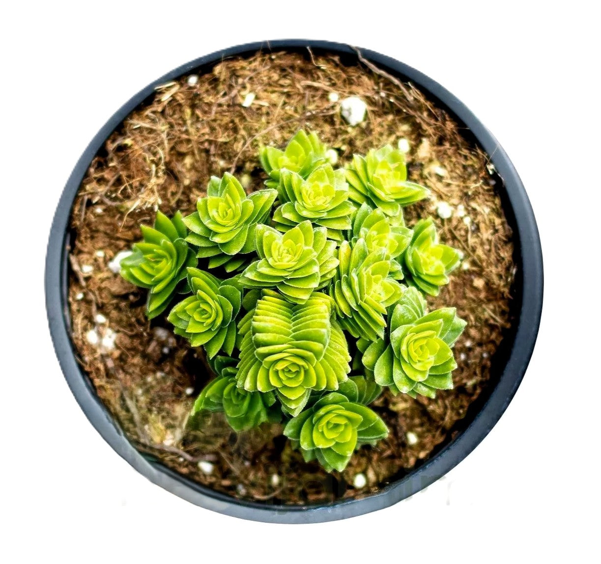 Crassula 'spiralis Estagnol' (crásula Espiralada); Planta Suculenta; Curiosarium; Maceta 10,5 Cm_0