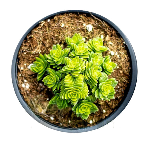 Crassula 'spiralis Estagnol' (crásula Espiralada); Planta Suculenta Enana; Curiosarium; Diámetro Maceta 10,5 Cm_0