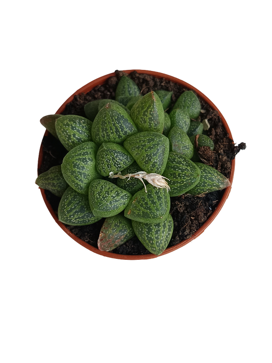 Haworthia Turgida Var. Suberecta Planta Suculenta Ø5_0