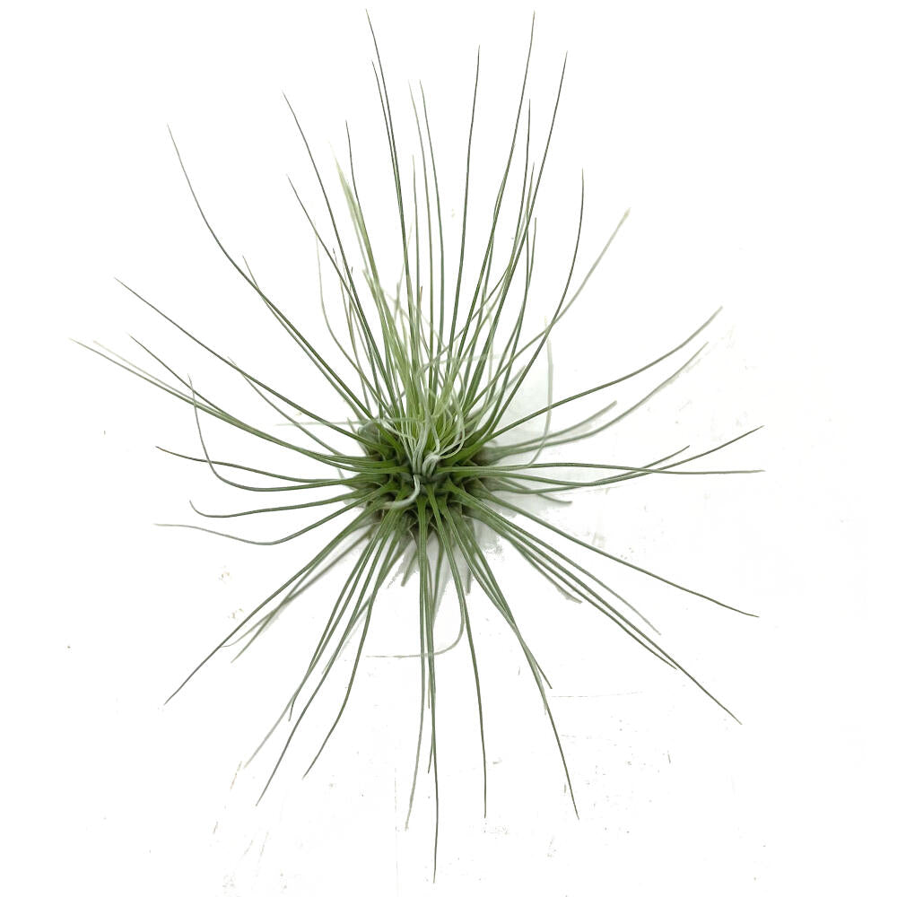 Tillandsia Guchsii F.gracilis 10cm Alto X 8cm Ancho_2