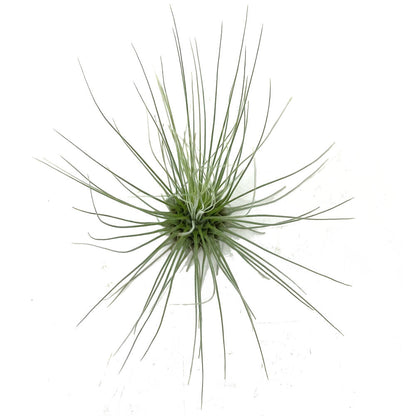 Tillandsia Guchsii F.gracilis 10cm Alto X 8cm Ancho_3