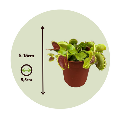 Atrapamoscas De Venus - 6 Pzs - Dionaea Muscipula - Altura 5-15cm - ⌀55cm_2