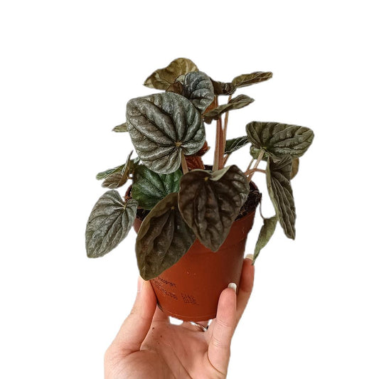 Peperomia Caperata M9_0