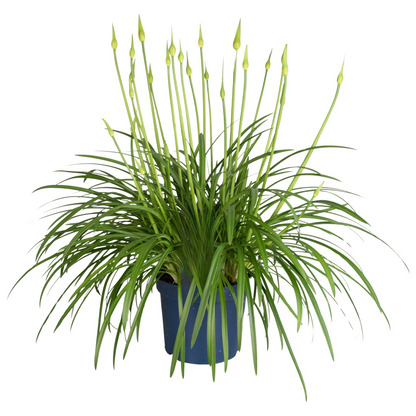 Lirio Africano - Agapanthus 'superb White' - Altura 65-80cm - ⌀23cm_0
