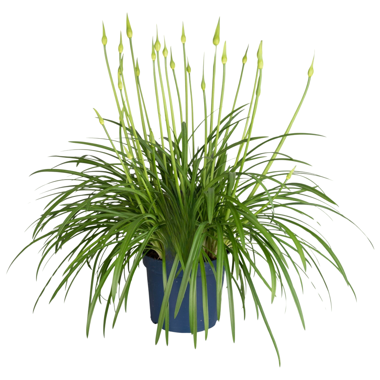 Lirio Africano - Agapanthus Amourette - Altura 65-80cm - Ø23cm_0