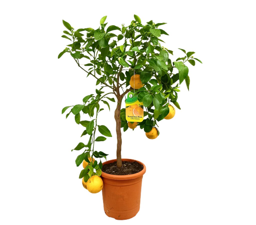Pomelo M21 90-120cm_0