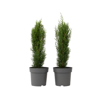 Ciprés Italiano - 2 Pzs - Cupressus Sempervirens 'totem' - A60-80cm - ⌀19cm_0