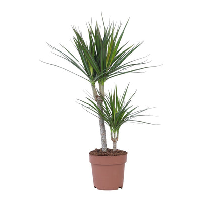 Drácena - Dracaena Marginata - Altura 70-80cm - ⌀17cm_0