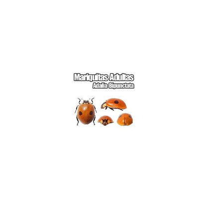 Joaninha de duas pintas (Adalia bipunctata) 50 unidades