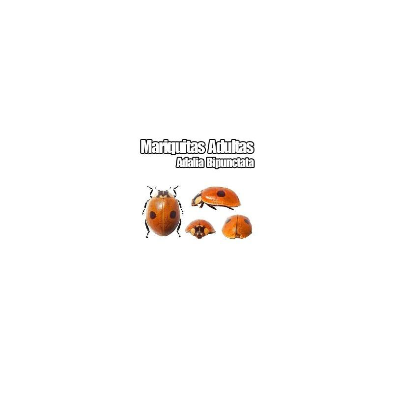 Joaninha-de-duas-manchas (Adalia bipunctata) 100 unidades