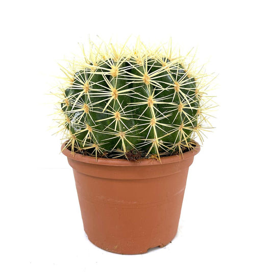 Echinocactus Grusoni M17 20cm_0