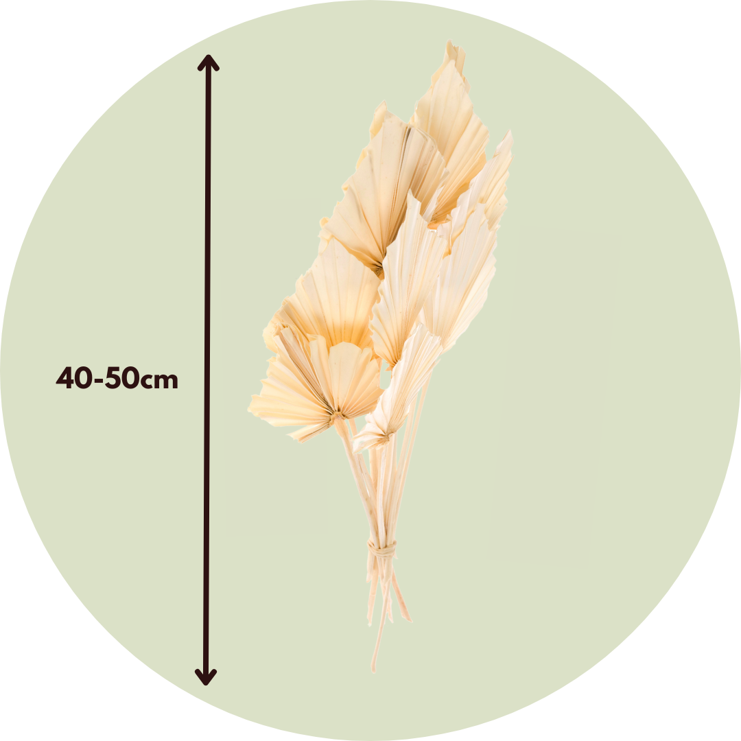 Flores Secas - 10 Pzs - Ramo 'palmspear Bleached White'_2
