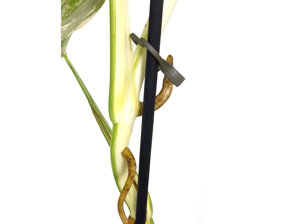 Monstera Albo Variegata M17 50cm_3