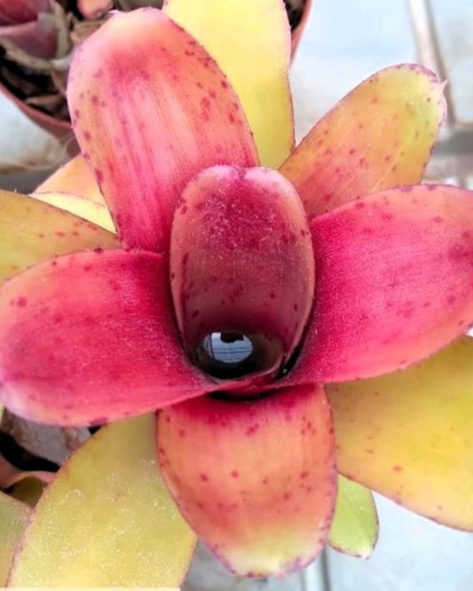 Neoregelia 'Amaranda'; bromelia verde y púrpura; Curiosarium; altura 15 cm, diámetro 10 cm, sin sustrato_0