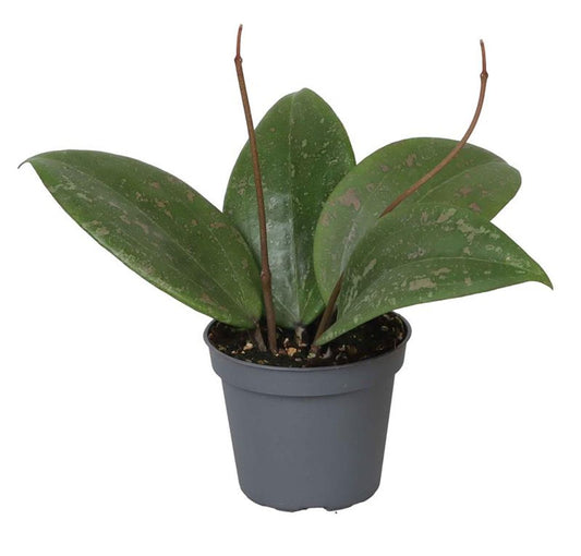 Hoya Wibergiae Planta Suculenta Colgante Flor De Cera Ø6_0