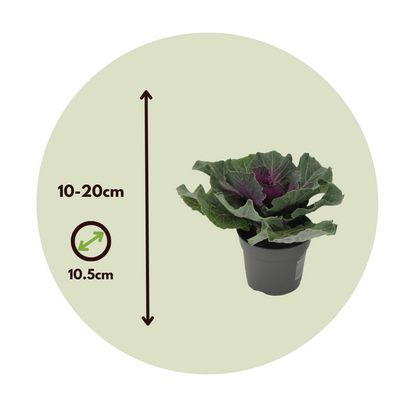 Col Ornamental - 3 Pzs - Brassica Oleracea - Altura 10-20cm - ⌀105cm_2