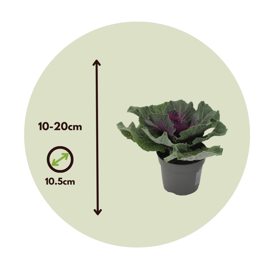 Col Ornamental - 6 Pzs - Brassica Oleracea - Altura 10-20cm - ⌀105cm_2