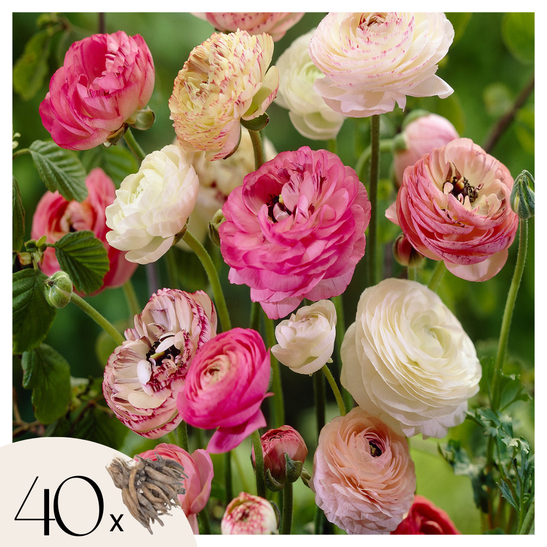 Ranúnculo - 40 Pzs - Ranunculus - Bulbos De Flores_0