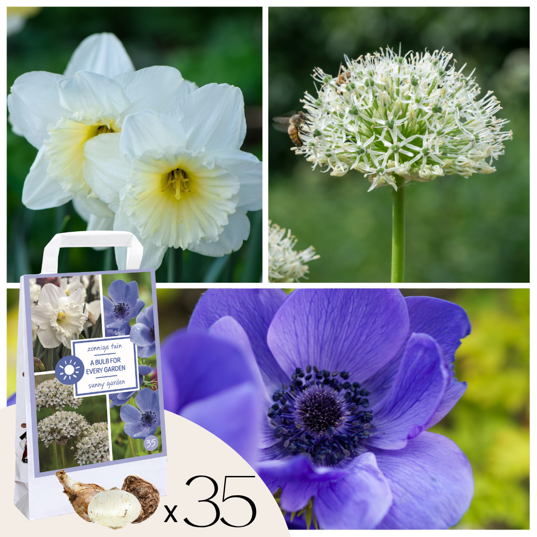 Bulbos - 35 Unidades - Sunny Garden Box - Anémona Allium Narciso_0