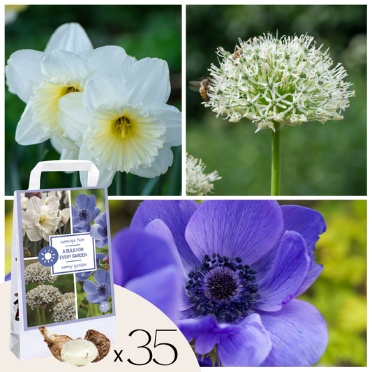 Bulbos - 35 Unidades - Sunny Garden Box - Anémona Allium Narciso_0