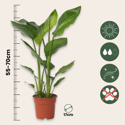 Flor Ave Del Paraíso - 2 Pzs - Strelitzia Nicolai - Altura 55-70cm - ⌀17cm_2