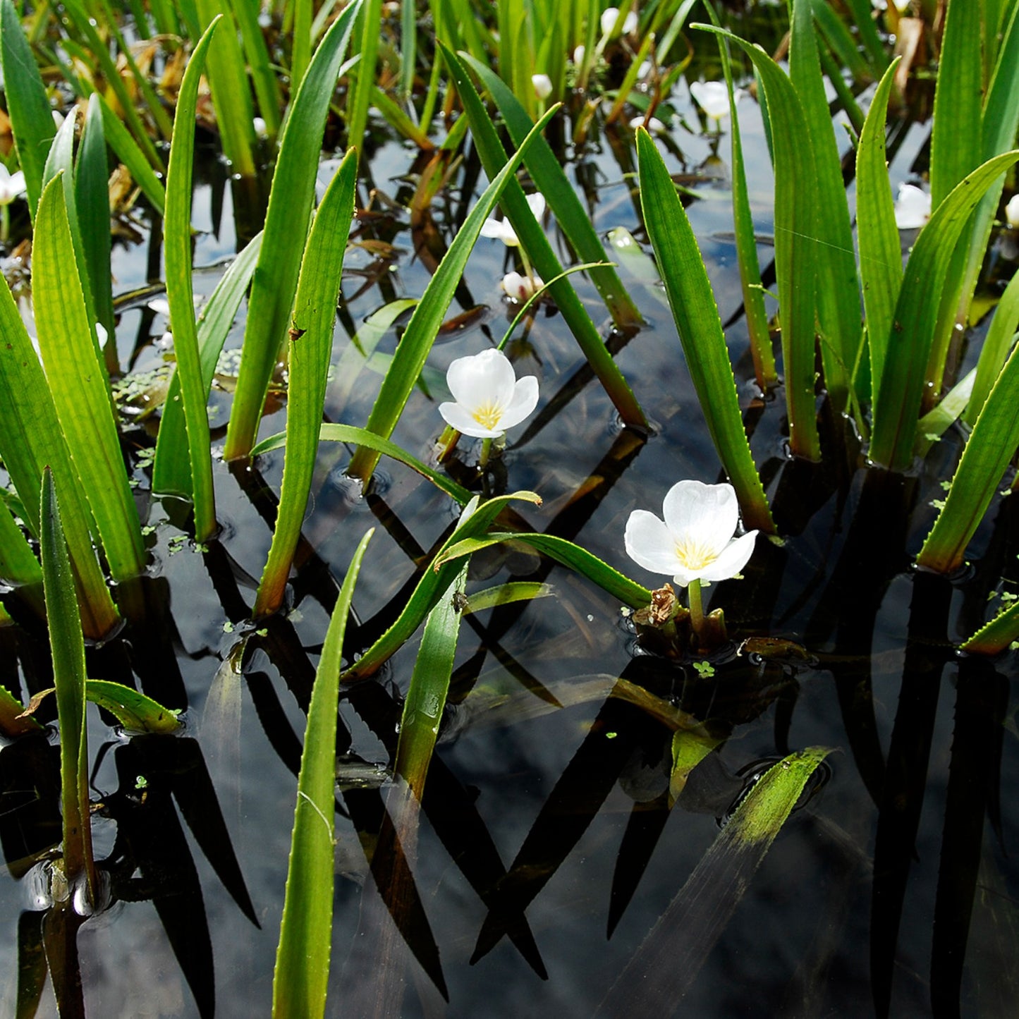 Estratiote - Stratiotes Aloides - 6 Plantas_1