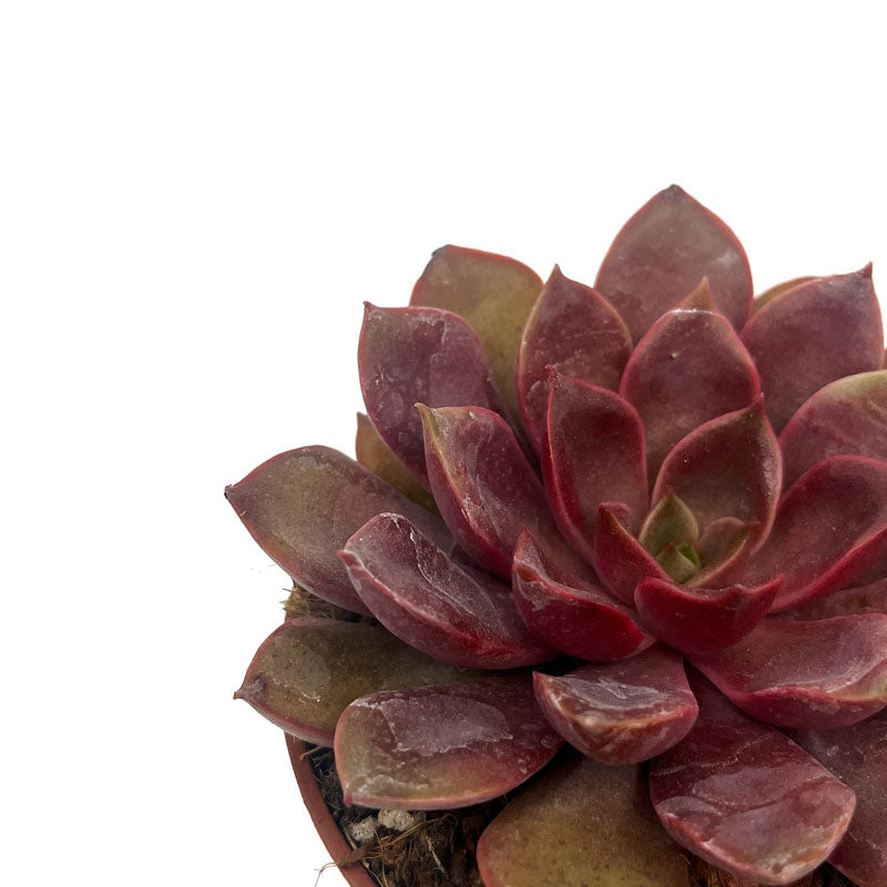 Echeveria Mina Cactus Y Suculentas M8,5 cm Ø_2