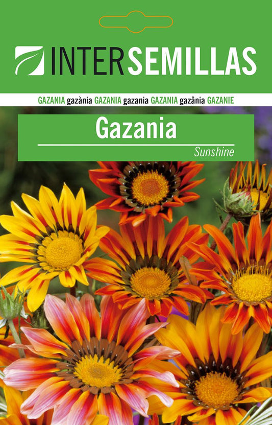 Sobre Semillas Gazania Flores_0