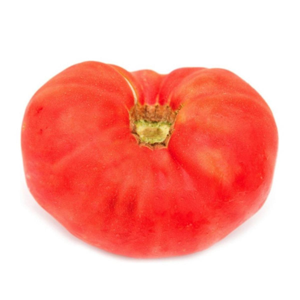 Muda de tomate castelhano em vaso de 11 cm