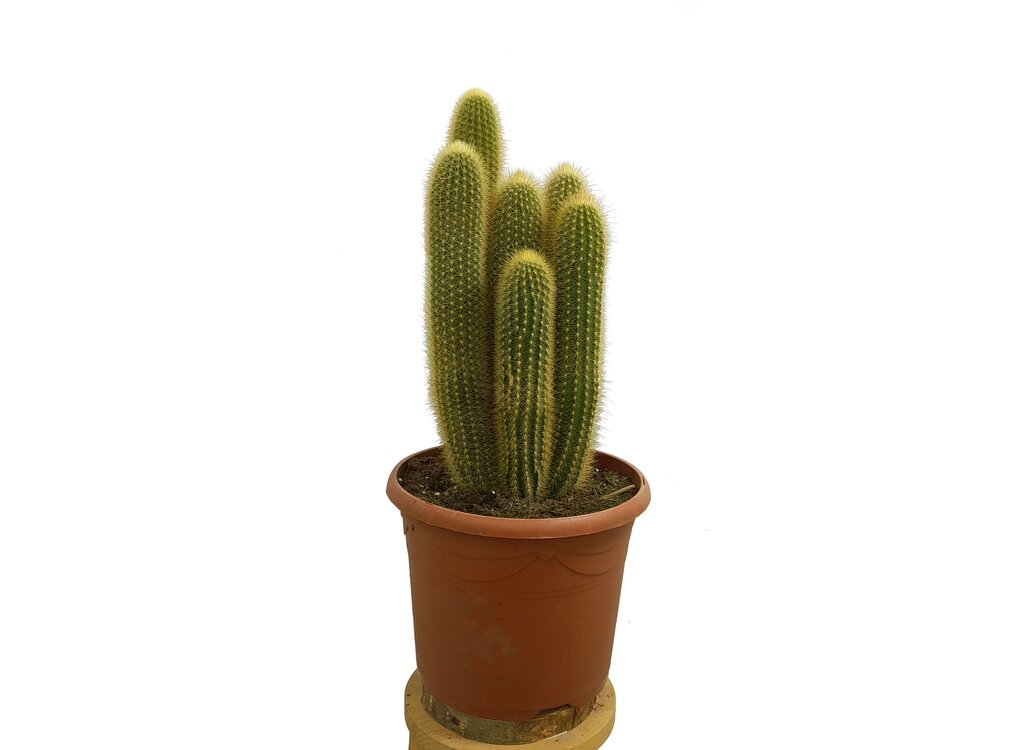 Pilosocereus Chrysosthele M25_0