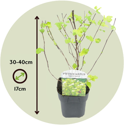 Ninebark - 2 Pzs - Physocarpus Opulifolius 'dart's Gold' - A30-40cm - ⌀17cm_2